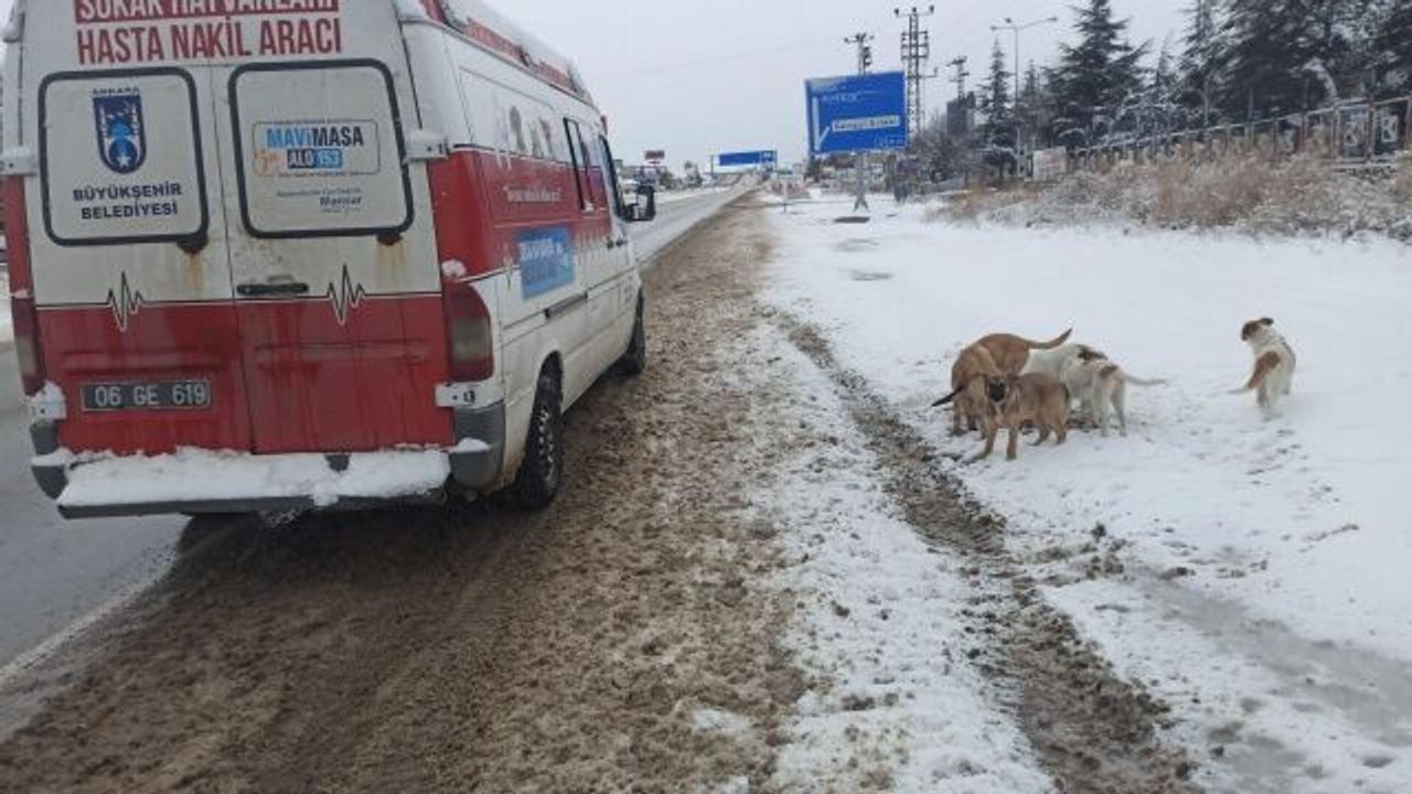 Ankaralı Belediyeler Sokak Hayvanlarını Unutmadı