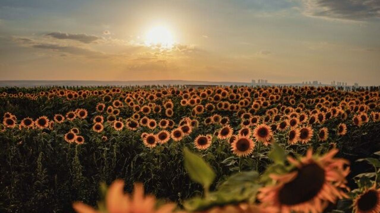 BAKAP-Türkiye'nin En Büyük Tarım Kampüsü ve Rekreasyon Alanı