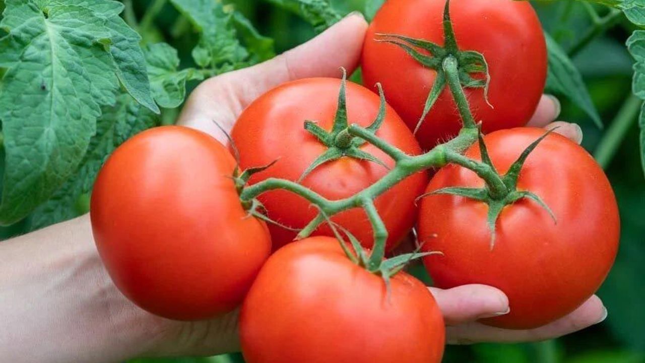 Dünya Lezzet Listesinde Ankara İmzası: Ayaş Domatesi En İyiler Arasında