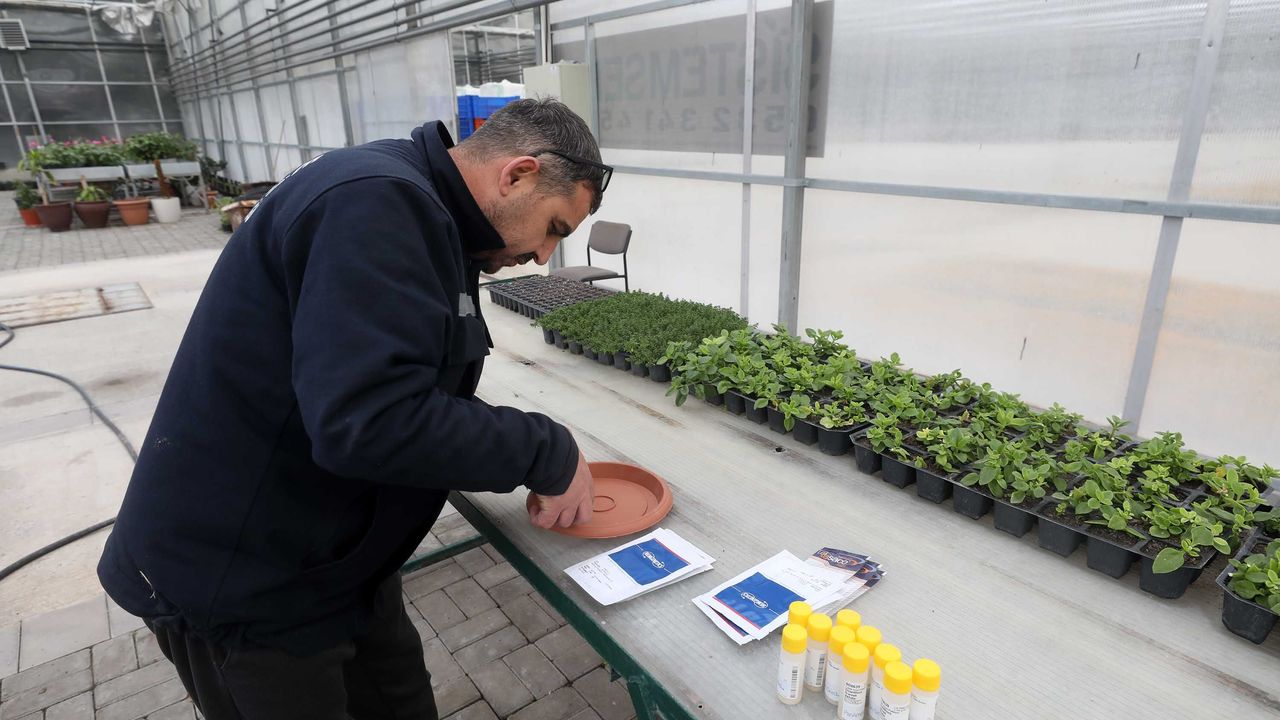 Yenimahalle Belediyesi’nden Çevreci Çiçek Üretim Modeli